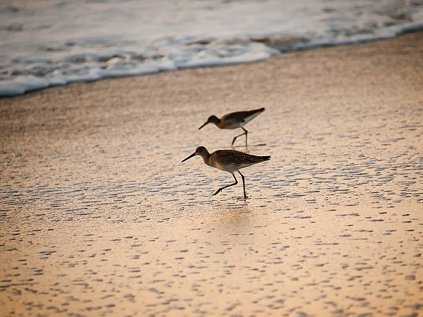 Seaside Birds stock photo