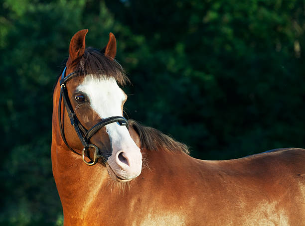 istock portrait of beautiful welsh pony mare 187968031