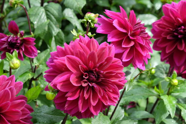 istock Purple Decorative dahlia Thomas A Edison in flower. 1879681411