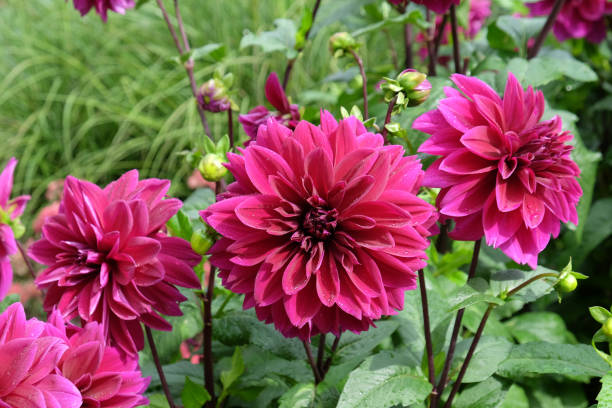 istock Purple Decorative dahlia Thomas A Edison in flower. 1879682422