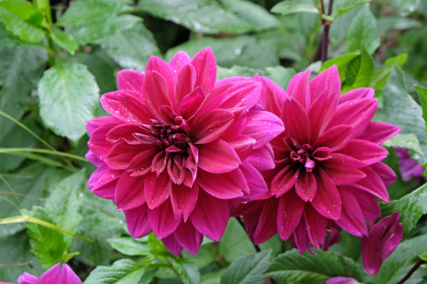 istock Purple Decorative dahlia Thomas A Edison in flower. 1879682427