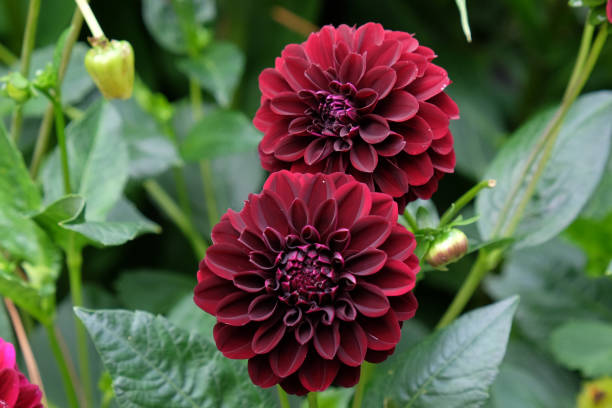 istock Deep red Decorative dahlia Karma Choc in flower. 1879682428