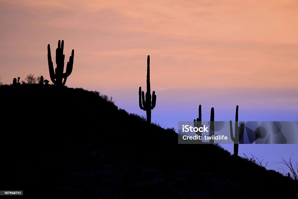 Saguaros Silhouetted at Sunrise - Foto de stock de Aire libre libre de derechos