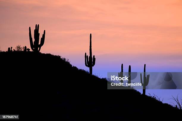 Saguaros Silhouetted На Рассвете — стоковые фотографии и другие картинки Аризона - Юго-запад США - Аризона - Юго-запад США, Без людей, Восход солнца