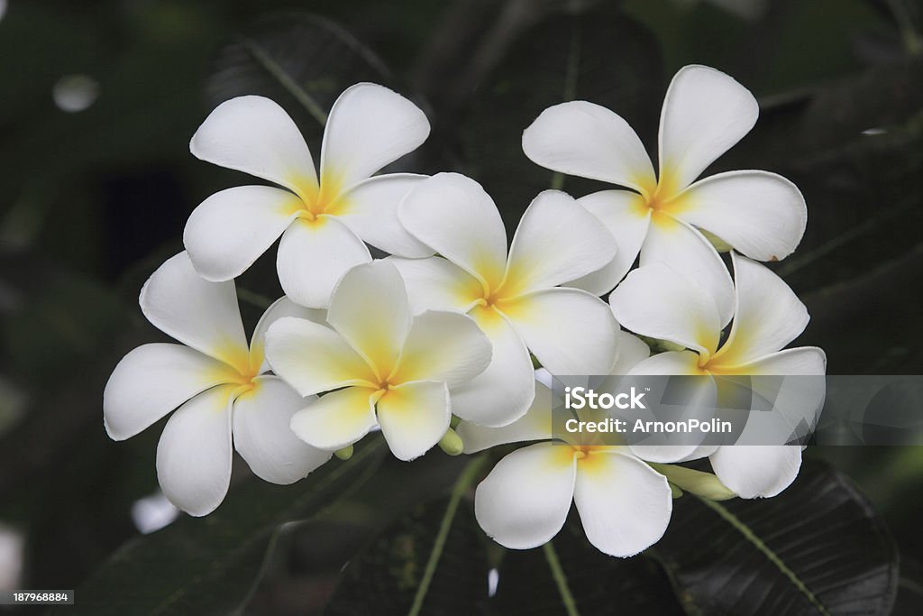 frangipani flowers white and yellow frangipani flowers with leaves in background Asia Stock Photo