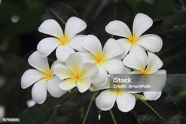 Frangipani Flowers Stock Photo - Download Image Now - Asia, Backgrounds, Bali