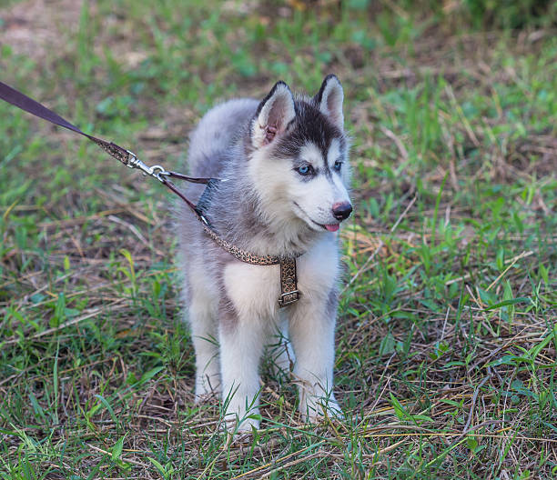 istock Siberian husky puppy 187968900