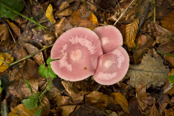 The mycena mushroom pink in close-up. A mushroom growing in the forest among the fallen leaves.