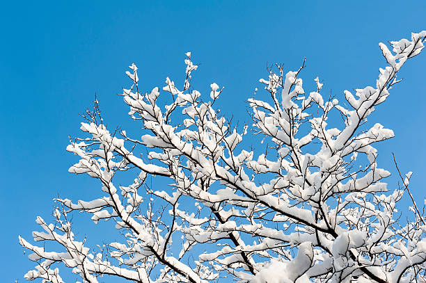 istock Snow flower on the trees against blue sky 187970325