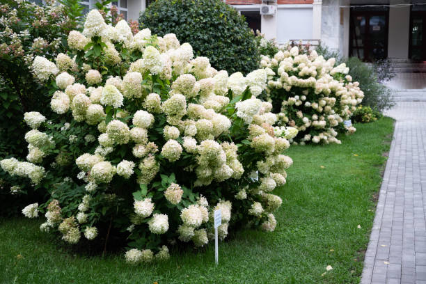 istock Summer private garden with blooming hydrangea Annabelle. Lush lawn edge, beautiful path. Landscape design 1879712686