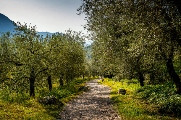 plantation with olive trees