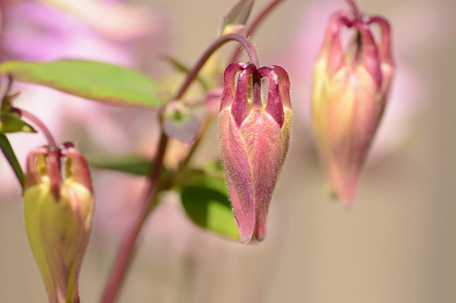 Cultivated Aquilegia vulgaris with bud stage. Macro picture in the garden.