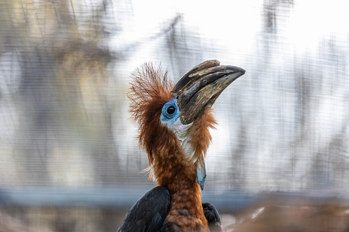 Majestic Black Casqued Hornbill, Ceratogymna atrata, adorns African canopies with its impressive casque. A symbol of strength and wilderness, this hornbill commands attention in the heart of the jungle.