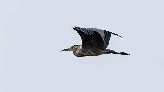 Side view close-up of a single grey heron (Ardea Cinerea) flying by with spread wings upwards on an autumn morning with a clear sky, its distinctive yellow eye clearly visible, series 2/3