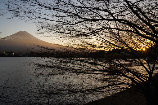 Silhouetted tree branches frame Mount Fuji at sunset. Seen from the shores of Lake Kawaguchi, Japan.
