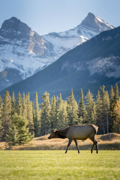 istock Female Elk ( Wapiti ) foraging on the grassland. 1879735354