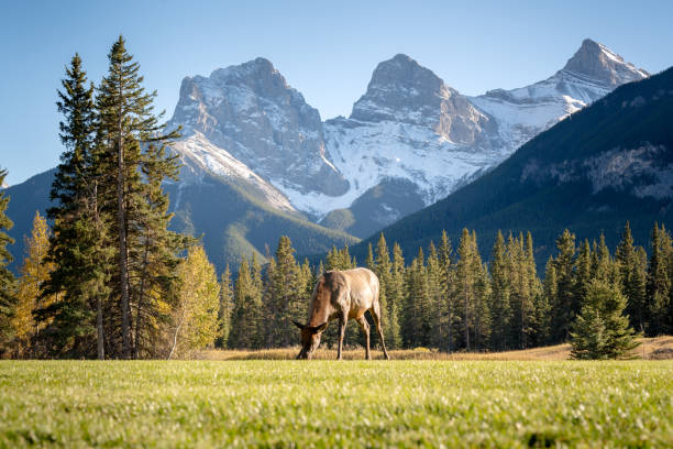 istock Female Elk ( Wapiti ) foraging on the grassland. 1879735356