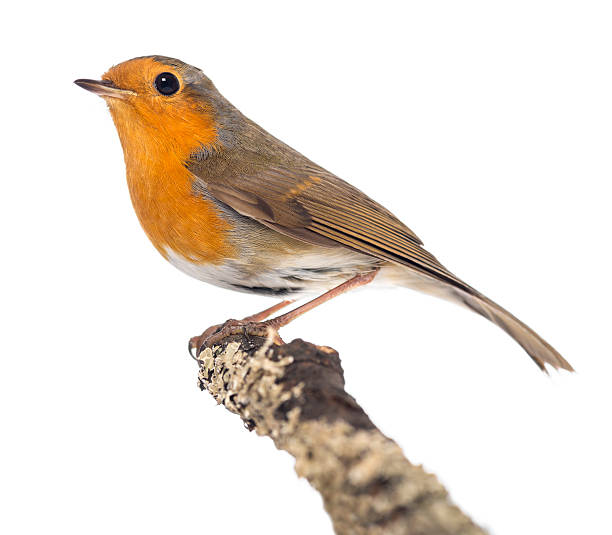 istock European Robin perched on a branch, Erithacus rubecula 187973848