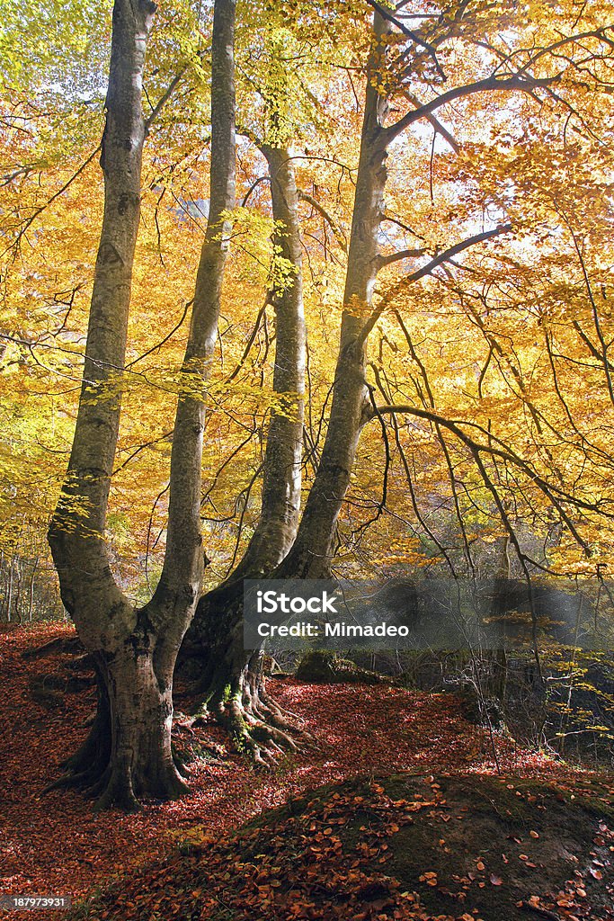 trees in autumn trees in autumn with vivid colors Autumn Stock Photo