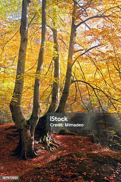 Trees In Autumn Stock Photo - Download Image Now - Autumn, Beech Tree, Branch - Plant Part