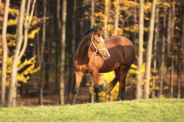 istock Horse in the meadow 187973985