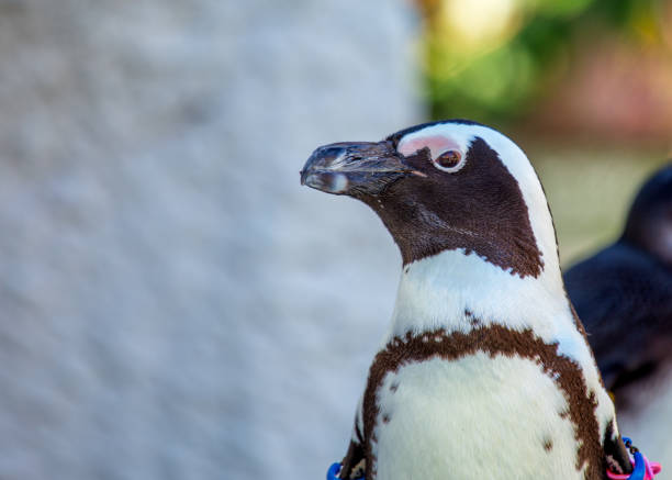 istock African Penguin (Spheniscus demersus) Outdoors 1879742027