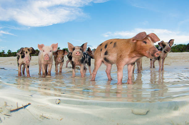 istock Pigs in Paradise - Bahamas 187975006