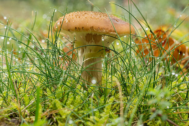 pilz - herbstwald fotografías e imágenes de stock