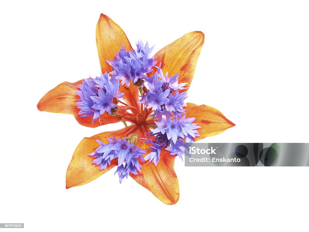 Lilies and cornflowers on a white background Abstract Stock Photo