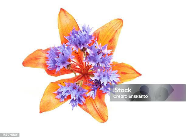 Lilies And Cornflowers On A White Background Stock Photo - Download Image Now - Abstract, Anniversary, Bachelor