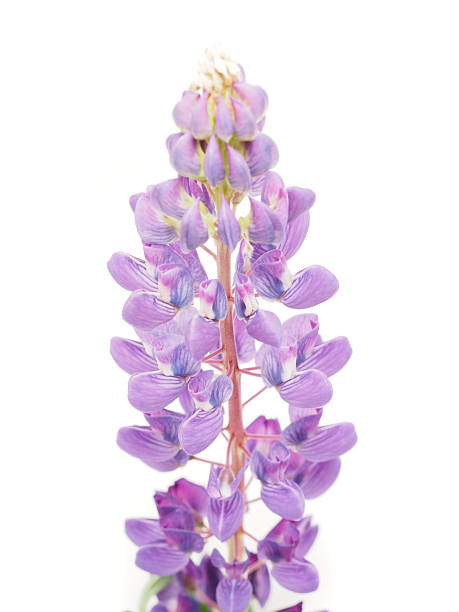 istock Lupine flower on a white background 187975514