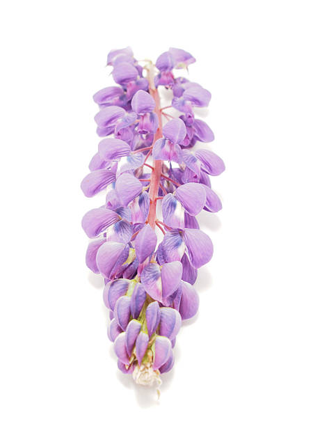 istock Lupine flower on a white background 187975523