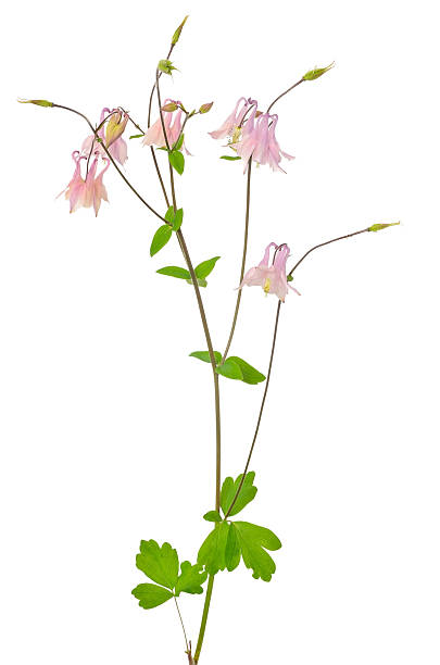istock Aquilegia vulgaris flower 187976764