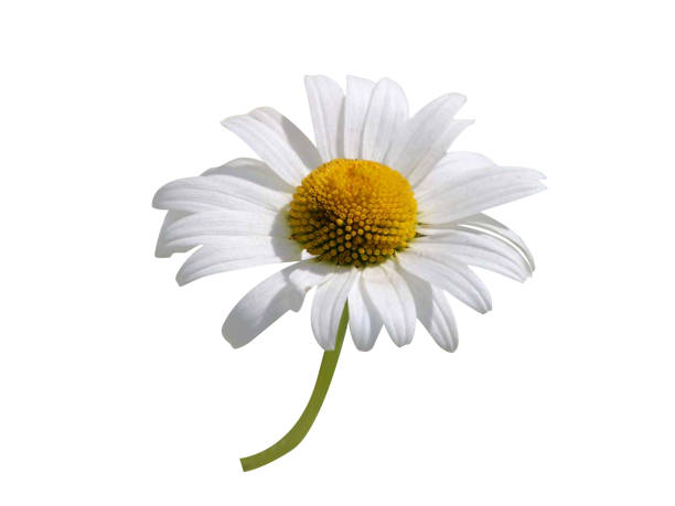 feverfew, Tanacetum parthenium or Adreminte