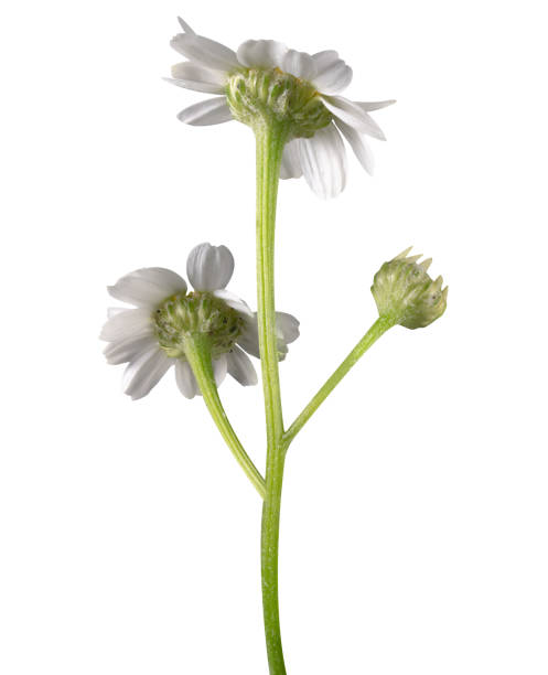istock feverfew, Tanacetum parthenium or Adreminte 1879772657
