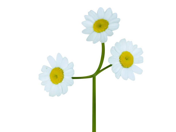 istock feverfew, Tanacetum parthenium or Adreminte 1879772668