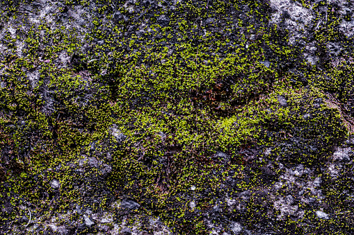 the texture of the moss on the wall