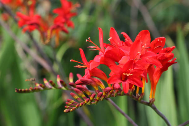 istock Red crocosmia 'Lucifer'  in flower 1879783052