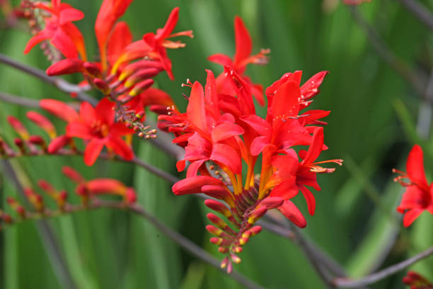 istock Red crocosmia 'Lucifer'  in flower 1879783480
