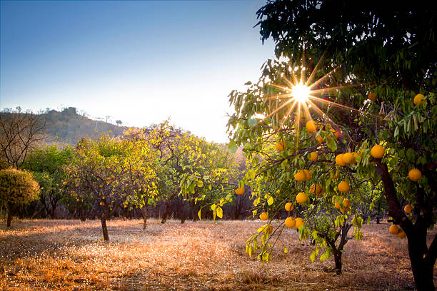 Orange Grove The sun shines through an orange tree in a grove.  Hanging orange fruit can be seen with a warm and dry background. orange tree photos stock pictures, royalty-free photos & images
