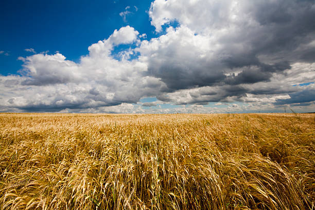 wheat against blue sky stock photo