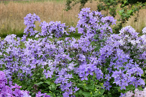 Pale purple Campanula lactiflora, bellflower, Senior in flower.