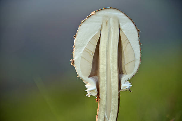 Cross-section of a field umbrella stock photo