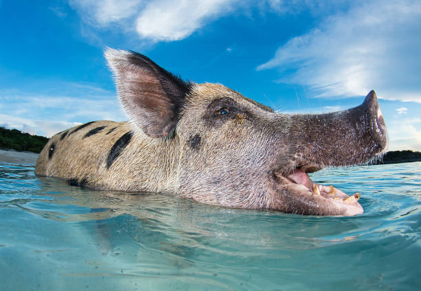 istock Pigs in Paradise - Bahamas 187979486