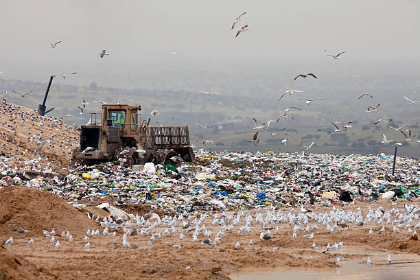 Seagulls on a dump Flock of seagulls flyng over a rubish dump dogger stock pictures, royalty-free photos & images