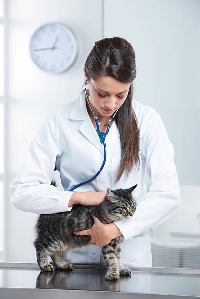 istock Veterinary caring of a cute cat 187979958