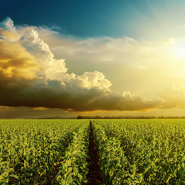 istock sunset over field with green sunflower 187979989