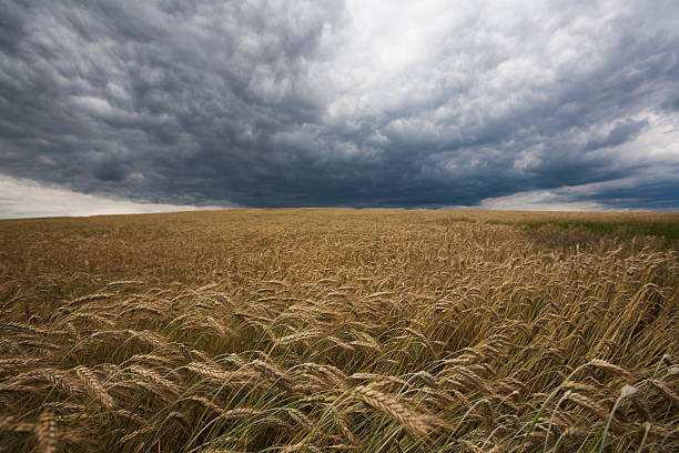 wheat against blue sky stock photo