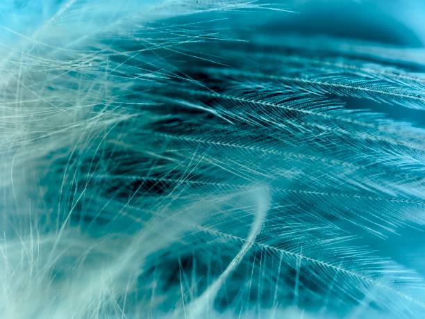 istock Extreme close up of a plume 1879804235