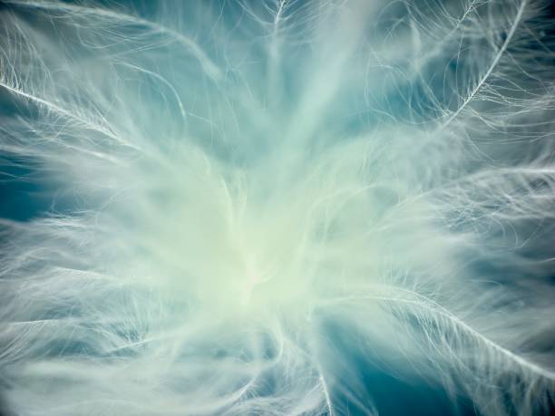 istock Extreme close up of feather 1879805271
